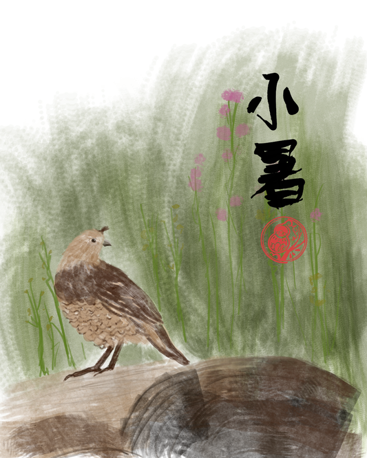 Xiao Shu (小暑): Minor Heat, the “running hot” season